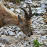 LAC ET MONTAGNES-FRANCE-ALPS-CHAMOIS@shutterstock_1419396947