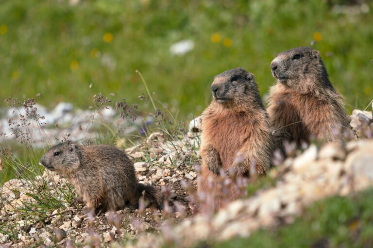 marmottes dans le Queyras